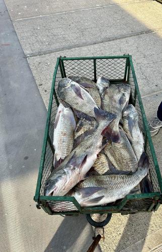 Cart full of the day’s catch
